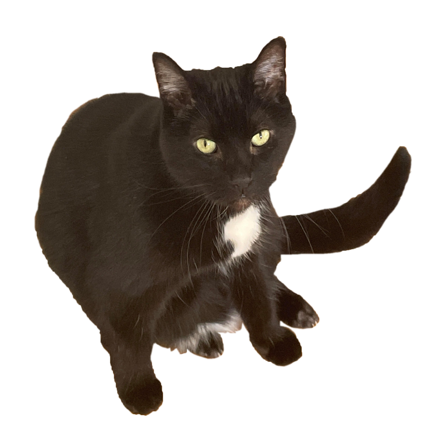 Batman the Cat