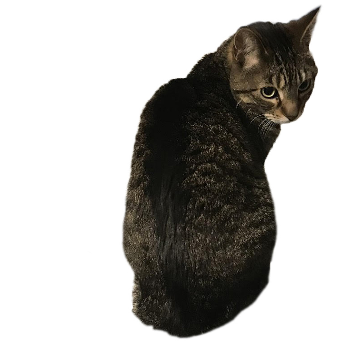 Dora the Cat
